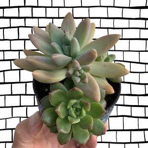 Housewarming Gift | Custom Coffee Mug